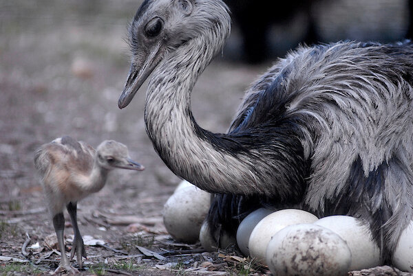 imagen de Los mensajes y la comunicación: lo que nos enseñan los animales