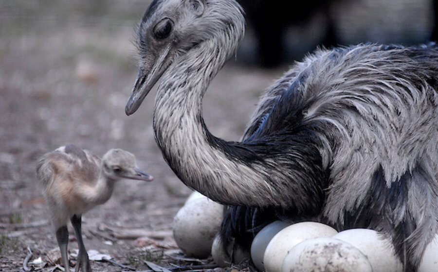 imagen de Los mensajes y la comunicación: lo que nos enseñan los animales