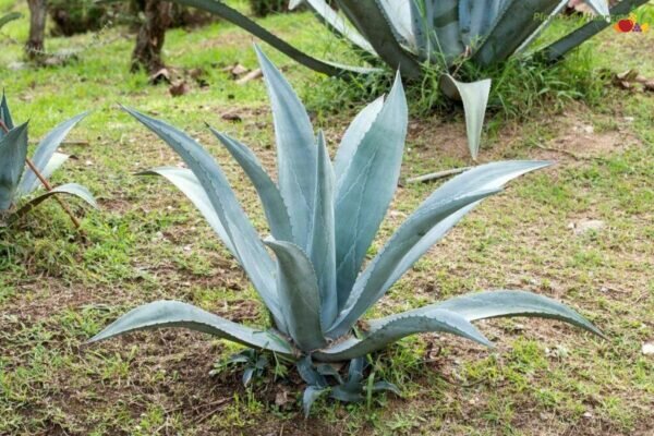 imagen de Agave del cielo