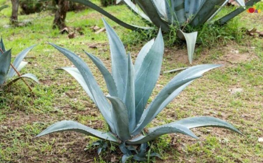 imagen de Agave del cielo