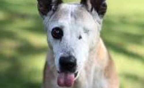 imagen de El perro tuerto