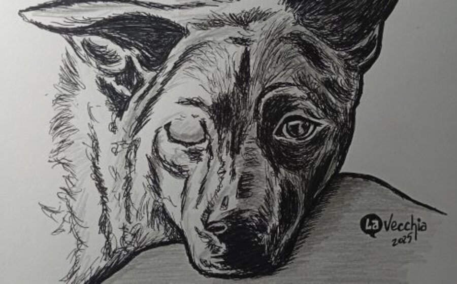 imagen de El perro tuerto