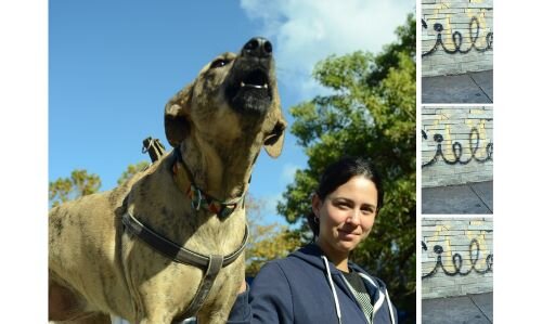 imagen de “Perros del mundo uníos”, nuevo libro de nuestro colaborador Alejandro Vásquez Escalona