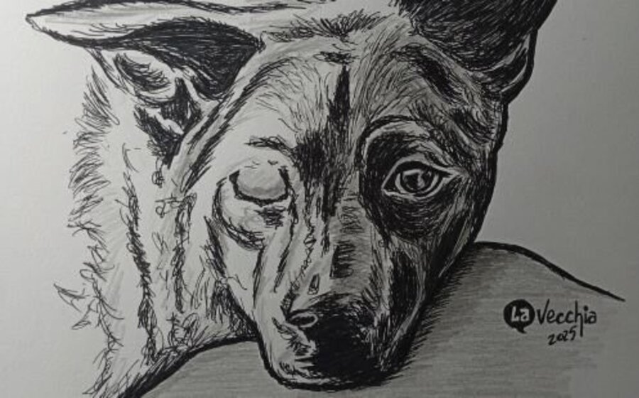 imagen de El perro tuerto (*) – Los peces oscuros