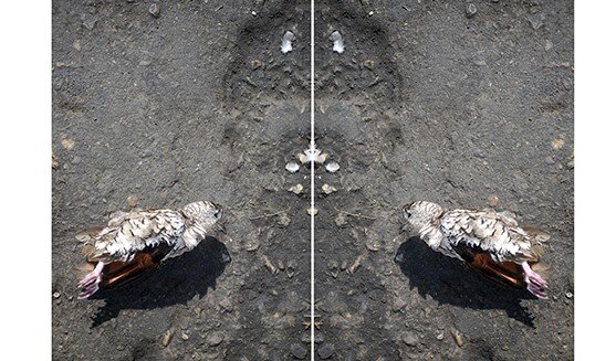 imagen de Tal vez muera en diciembre