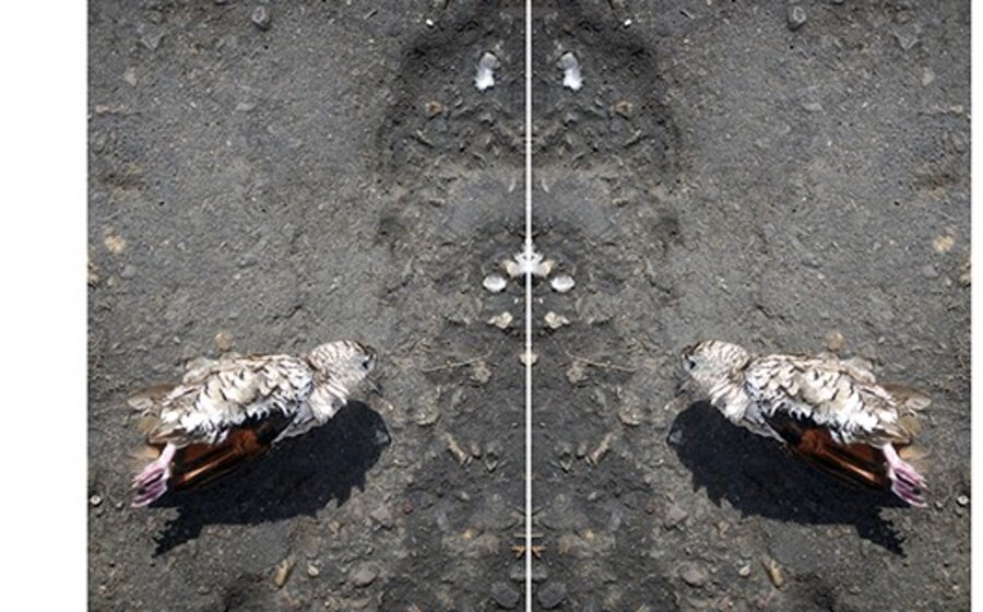 imagen de Tal vez muera en diciembre