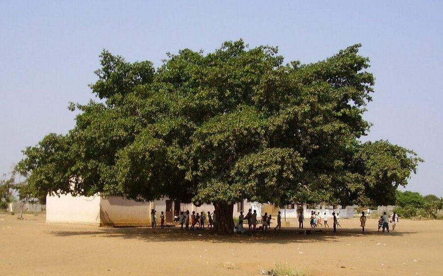 imagen de El cuento africano que cobija la mulemba